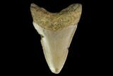 Fossil Megalodon Tooth - North Carolina #130075-1